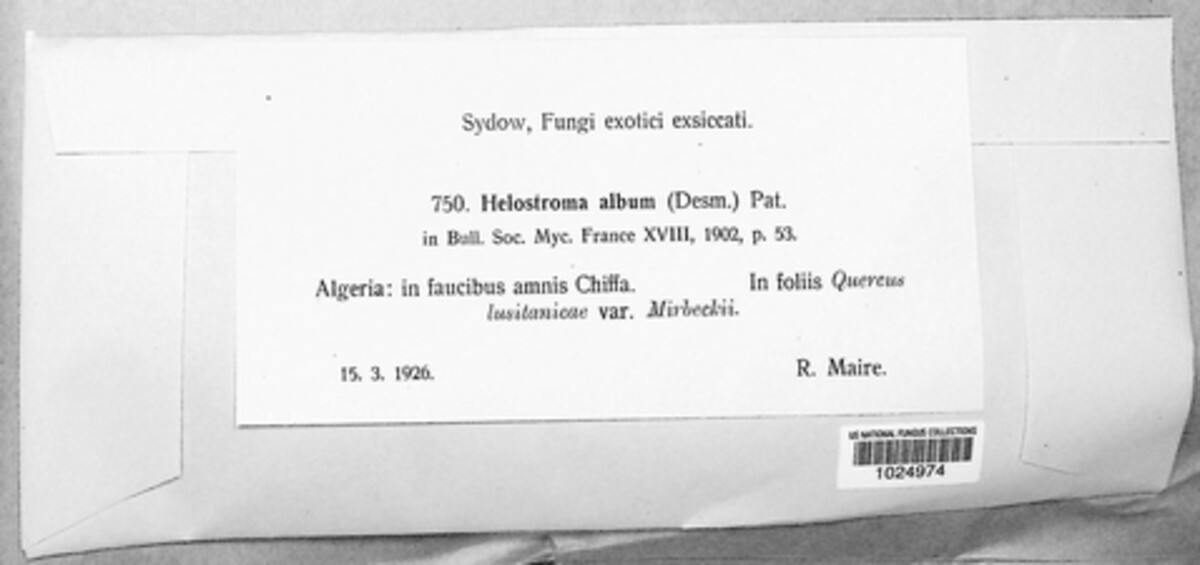 Helostroma album image